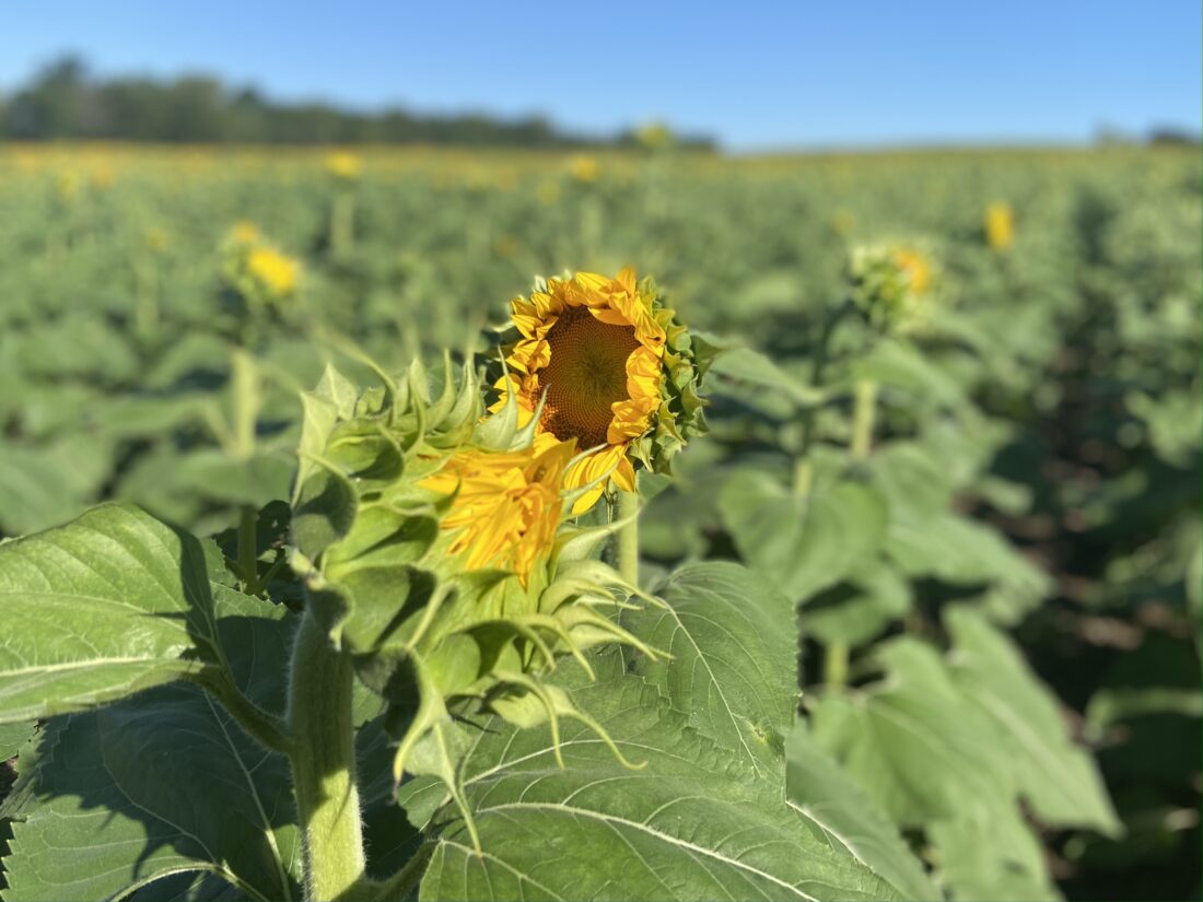 Sunflowers blooming at Grinter Farms News, Sports, Jobs The Mirror